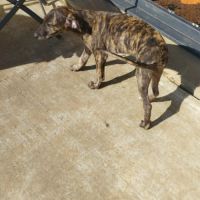 Igor chiot galgo bringé #5