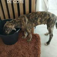 Igor chiot galgo bringé #6