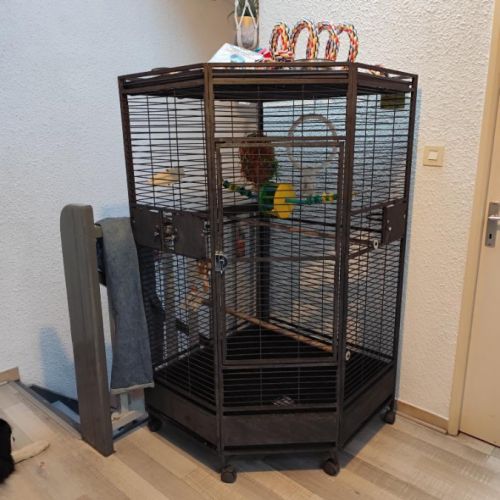 Jeune rosalbin apprivoisé