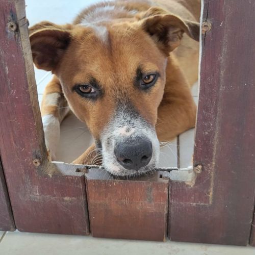 Aloka le chouchou creole #3