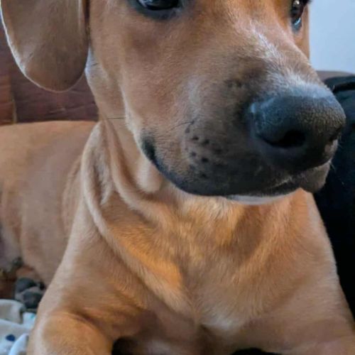 Goliath le magnifique #3