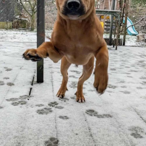 Goliath le magnifique #6