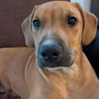 Goliath le magnifique #4