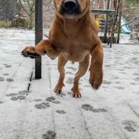 Goliath le magnifique #6