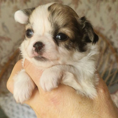 Magnifiques bébés chihuahua poils longs dept 86 #0