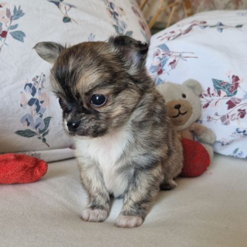 Magnifiques bébés chihuahua poils longs dept 86 #7