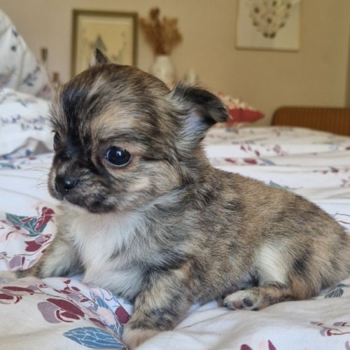 Magnifiques bébés chihuahua poils longs dept 86 #8