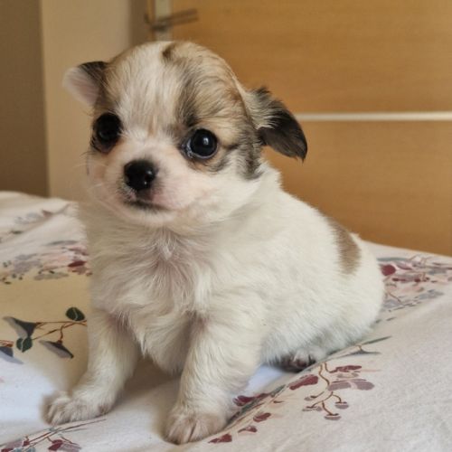 Magnifiques bébés chihuahua poils longs dept 86 #9