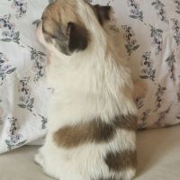 Magnifiques bébés chihuahua poils longs dept 86 #4