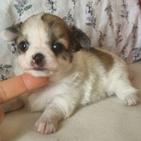 Magnifiques bébés chihuahua poils longs dept 86 #5