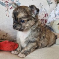 Magnifiques bébés chihuahua poils longs dept 86 #6