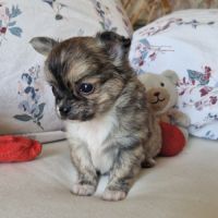 Magnifiques bébés chihuahua poils longs dept 86 #7