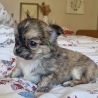 Magnifiques bébés chihuahua poils longs dept 86 #8