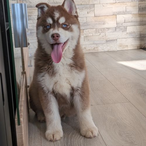 Chiots pomsky excellentes origines #4