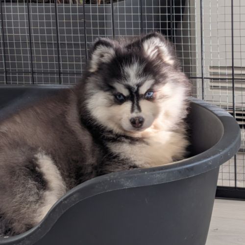 Chiots pomsky excellentes origines #5
