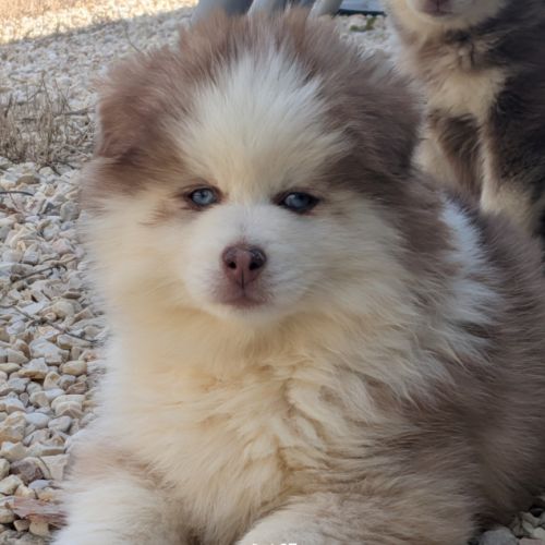 Chiots pomsky excellentes origines #9