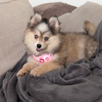 Chiots pomsky excellentes origines #2