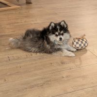 Chiots pomsky excellentes origines #3