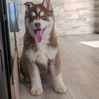 Chiots pomsky excellentes origines #4