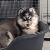 Chiots pomsky excellentes origines #5