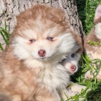 Chiots pomsky excellentes origines #6