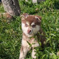 Chiots pomsky excellentes origines #7
