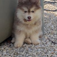 Chiots pomsky excellentes origines #8
