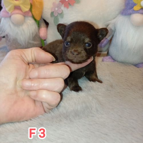 A réserver chiots chihuahua poils longs #0