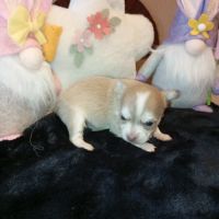 A réserver chiots chihuahua poils longs #1