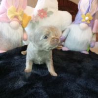 A réserver chiots chihuahua poils longs #2