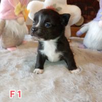 A réserver chiots chihuahua poils longs #3