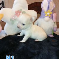 A réserver chiots chihuahua poils longs #4