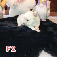 A réserver chiots chihuahua poils longs #5