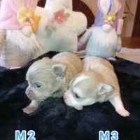 A réserver chiots chihuahua poils longs #6