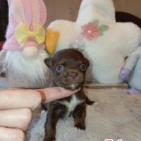 A réserver chiots chihuahua poils longs #8