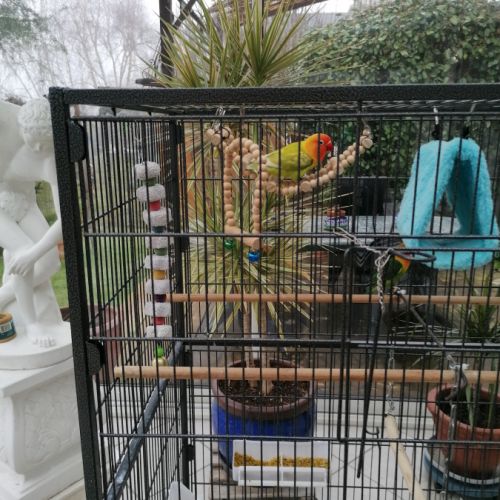 Deux couples d'inseparables #2