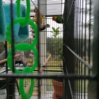 Deux couples d'inseparables #1