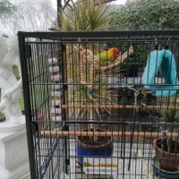 Deux couples d'inseparables #2