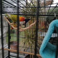 Deux couples d'inseparables