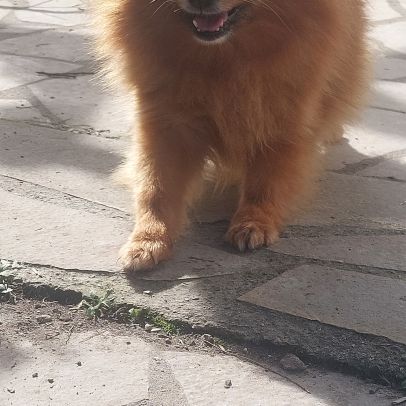 Chiots spitz nain pomeranian #2