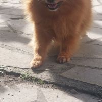 Chiots spitz nain pomeranian #2