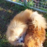 Chiots spitz nain pomeranian #3