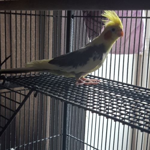 Vends calopsittes femelle #0