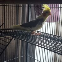 Vends calopsittes femelle