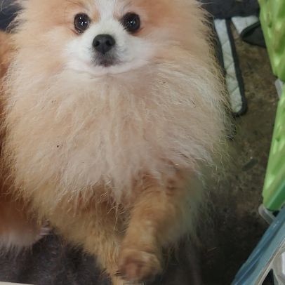 Spitz nain pomenarien pour saillie #0