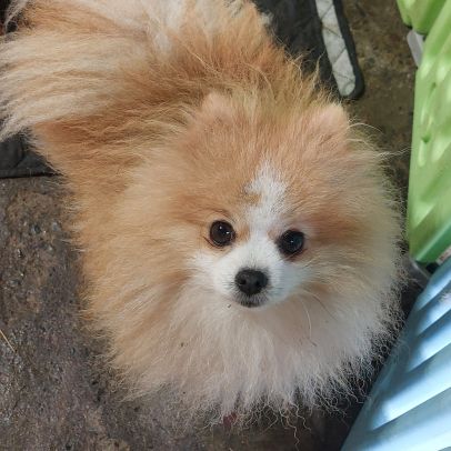 Spitz nain pomenarien pour saillie #2