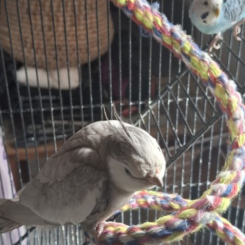 Vends mâle calopsitte #0