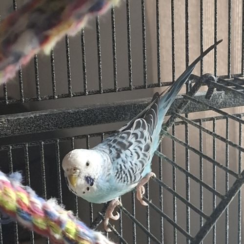 Donne perruche ondulée bleue #0