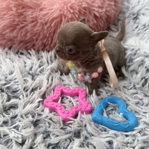 Chihuahua femelle miniature #1