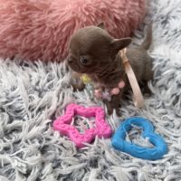 Chihuahua femelle miniature #1